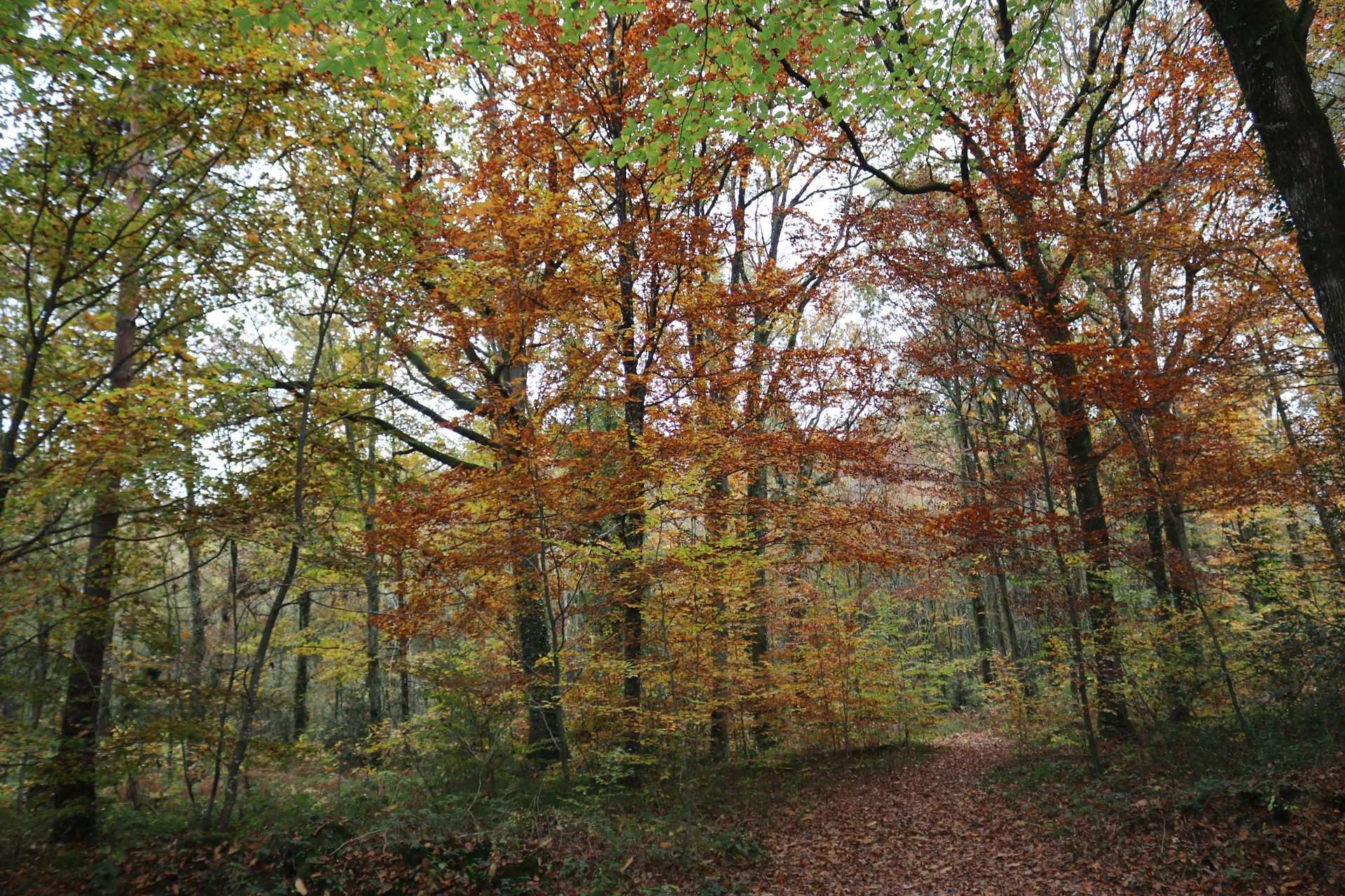 Autumn beech trees in the forest of Brocéliande at Paimpont, Brittany